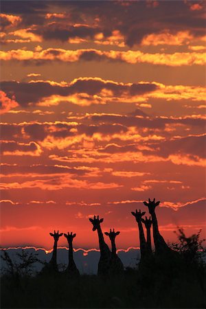 The silhouettes of a herd of Giraffes, as photographed in the the wilds of Africa.  Golden Sunsets and Colorful Tranquility. Stock Photo - Budget Royalty-Free & Subscription, Code: 400-07573654