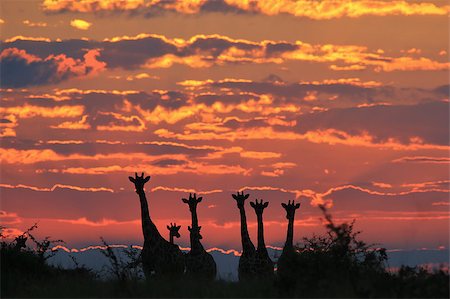 The silhouettes of a herd of Giraffes, as photographed in the the wilds of Africa.  Golden Sunsets and Colorful Tranquility. Stock Photo - Budget Royalty-Free & Subscription, Code: 400-07573655