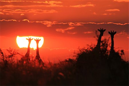 The silhouettes of a herd of Giraffes, as photographed in the the wilds of Africa.  Golden Sunsets and Colorful Tranquility. Stock Photo - Budget Royalty-Free & Subscription, Code: 400-07573657