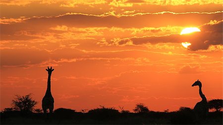 An African sunset with a Giraffe bull and cow silhouettes.  As photographed in the wilds of Africa. Stock Photo - Budget Royalty-Free & Subscription, Code: 400-07573658