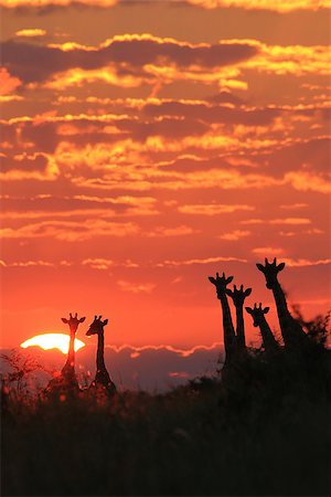 An African sunset with a herd of Giraffe silhouettes.  As photographed in the wilds of Africa. Stock Photo - Budget Royalty-Free & Subscription, Code: 400-07573653