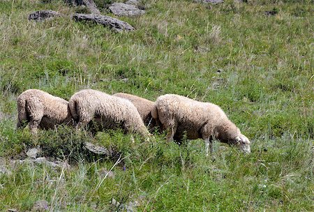 simsearch:400-04672084,k - Sheep on beautiful mountain meadow Fotografie stock - Microstock e Abbonamento, Codice: 400-07573780