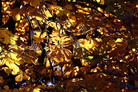 simsearch:400-07577622,k - Background of yellow leafs a chestnut bushes on sunlight. Outdoor photography. Photographie de stock - Aubaine LD & Abonnement, Code: 400-07584615