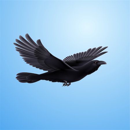 flight feather - Black crow precipitously flying on the blue background Stock Photo - Budget Royalty-Free & Subscription, Code: 400-07580086