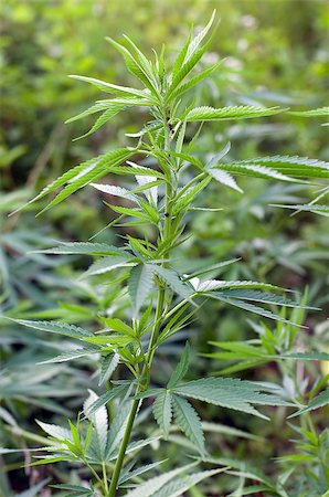 Photo of marijuana plant Stockbilder - Microstock & Abonnement, Bildnummer: 400-07580200