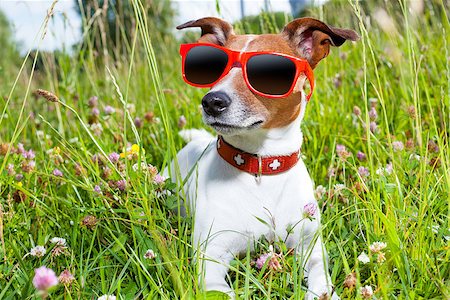 simsearch:400-06570159,k - dog in green grass  looking so cool Photographie de stock - Aubaine LD & Abonnement, Code: 400-07580371
