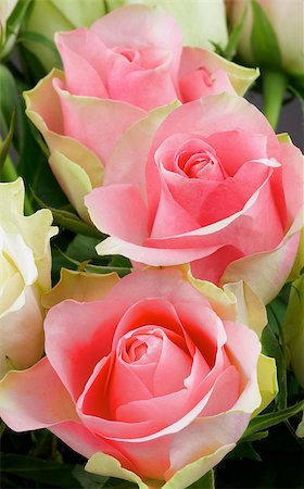 simsearch:400-08011304,k - Bunch of Beaty Pink Roses closeup Stock Photo - Budget Royalty-Free & Subscription, Code: 400-07580486