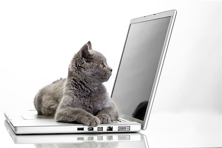 little kitty with a laptop on a white background Stock Photo - Budget Royalty-Free & Subscription, Code: 400-07580769