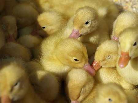 little yellow ducklings Foto de stock - Super Valor sin royalties y Suscripción, Código: 400-07614085