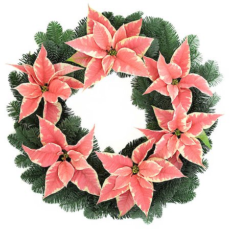 Poinsettia flower wreath with fir over white background. Stock Photo - Budget Royalty-Free & Subscription, Code: 400-07614198