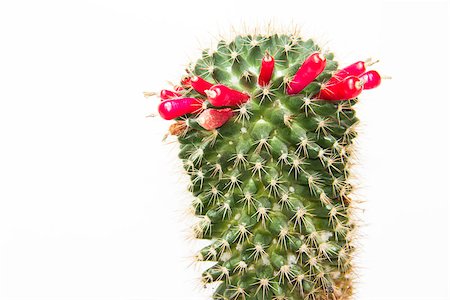 Beautiful shot of cactus with red fruit Stock Photo - Budget Royalty-Free & Subscription, Code: 400-07614682