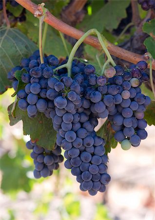 simsearch:400-07313608,k - Amazing succulent Grapes on the Vine just before harvest Foto de stock - Super Valor sin royalties y Suscripción, Código: 400-07614691