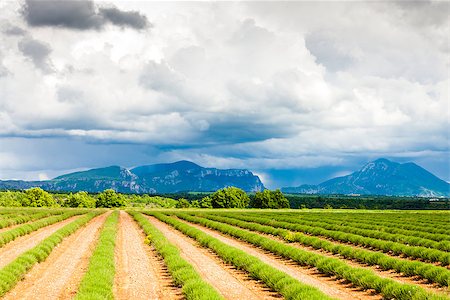 lavender field, Plateau de Valensole, Provence, France Stock Photo - Budget Royalty-Free & Subscription, Code: 400-07615036