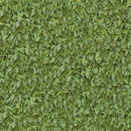 simsearch:400-07830872,k - Green Coniferous Branches Surface. Seamless Tileable Texture. Foto de stock - Royalty-Free Super Valor e Assinatura, Número: 400-07615315