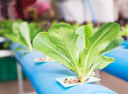 Organic hydroponic vegetable garden in greenhouse at Thailand Stockbilder - Microstock & Abonnement, Bildnummer: 400-07615605