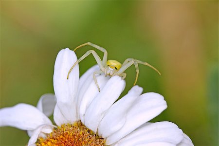 Crab spider is a common name applied loosely to many species of spiders, but most nearly consistently to members of the family Thomisidae. Among the Thomisidae it refers most often to the familiar species of "flower crab spiders", though not all members of the family are limited to ambush hunting in flowers. Foto de stock - Royalty-Free Super Valor e Assinatura, Número: 400-07615627