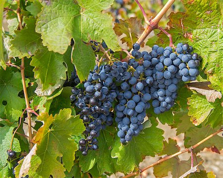 simsearch:841-02919725,k - Ripe clusters of dark blue grapes. Crimea, September. Foto de stock - Super Valor sin royalties y Suscripción, Código: 400-07615661