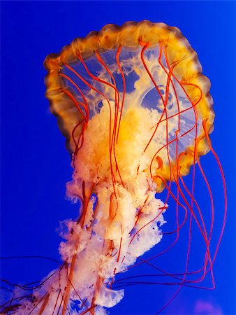 simsearch:700-03439236,k - spectacular jellyfish in blue sea Foto de stock - Royalty-Free Super Valor e Assinatura, Número: 400-07615677