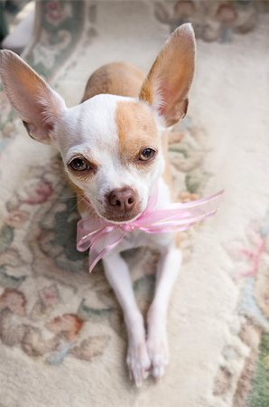 simsearch:400-07658326,k - A cute little Chihuahua wearing a pink ribbon around its neck is looking up at the camera Stock Photo - Budget Royalty-Free & Subscription, Code: 400-07615984