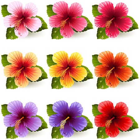 Vector illustration - set of colorful hibiscus flowers Stock Photo - Budget Royalty-Free & Subscription, Code: 400-07616030
