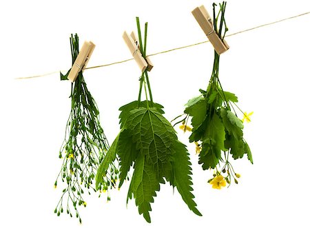 dead nettle - Herbs hanging upside-down Stock Photo - Budget Royalty-Free & Subscription, Code: 400-07616066