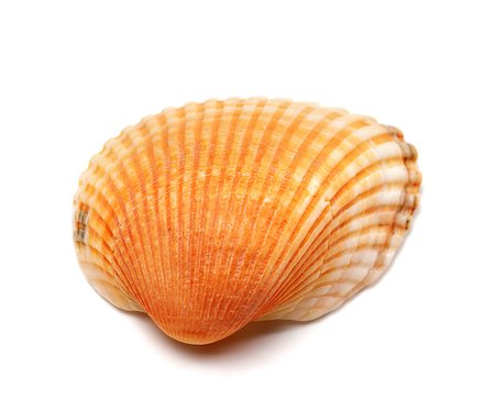 simsearch:400-04406446,k - Seashell isolated on white background. Close-up view. Stock Photo - Budget Royalty-Free & Subscription, Code: 400-07616115