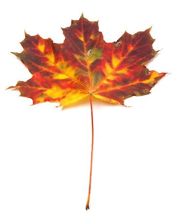 simsearch:400-05348075,k - Multicolor autumn maple-leaf. Isolated on white background Photographie de stock - Aubaine LD & Abonnement, Code: 400-07616111