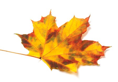 simsearch:400-05348075,k - Yellowed autumn maple leaf isolated on white background. Close-up view Photographie de stock - Aubaine LD & Abonnement, Code: 400-07616112