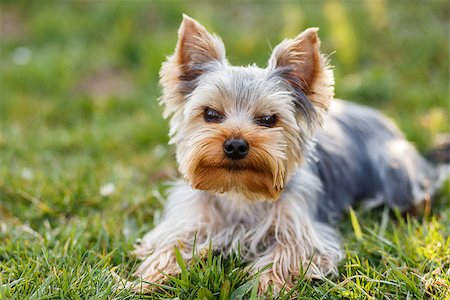 simsearch:400-07501422,k - Cute small yorkshire terrier is sitting on a green lawn outdoor, no people Stock Photo - Budget Royalty-Free & Subscription, Code: 400-07616890