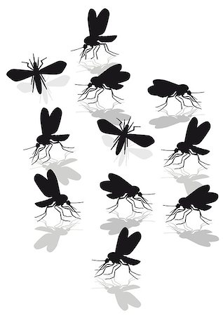 mosquitoes plague Foto de stock - Royalty-Free Super Valor e Assinatura, Número: 400-07617388