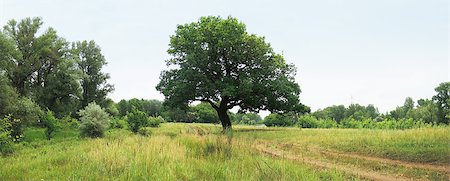 oak next to the road on a summer day Stock Photo - Budget Royalty-Free & Subscription, Code: 400-07617400