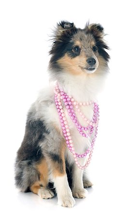 simsearch:400-07303399,k - portrait of a purebred shetland puppy in front of white background Photographie de stock - Aubaine LD & Abonnement, Code: 400-07617748