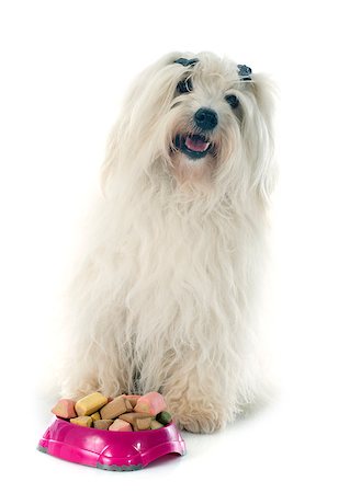 simsearch:400-06881275,k - coton de tulear in front of white background Photographie de stock - Aubaine LD & Abonnement, Code: 400-07617757