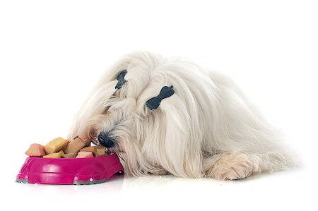 simsearch:400-06881275,k - coton de tulear in front of white background Photographie de stock - Aubaine LD & Abonnement, Code: 400-07617759