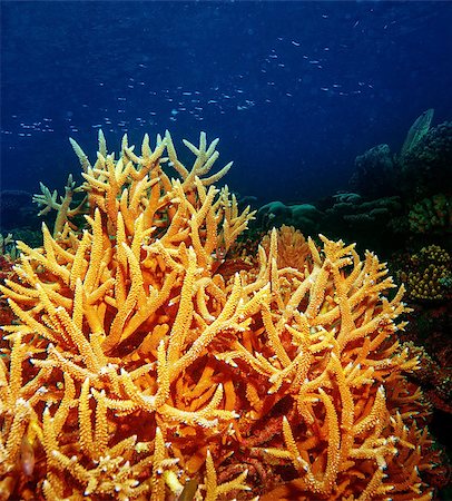 simsearch:400-07571464,k - Coral underwater reef of Maldives island, undersea background, beautiful colorful coral garden, wonderful marine life, beauty of oceans Stock Photo - Budget Royalty-Free & Subscription, Code: 400-07618447