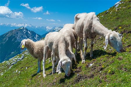 schafherde - Small flock of sheep on the mountain. Stockbilder - Microstock & Abonnement, Bildnummer: 400-07618740