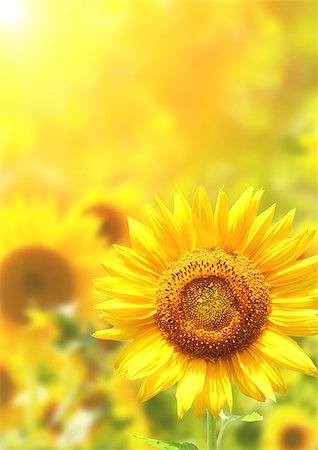 Bright yellow sunflowers and sun Photographie de stock - Aubaine LD & Abonnement, Code: 400-07618790