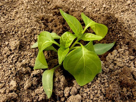 simsearch:400-07302217,k - pepper seedlings just replanted into the ground Stock Photo - Budget Royalty-Free & Subscription, Code: 400-07618842