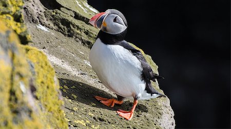 simsearch:400-07680375,k - Puffin on the cliffs of Latrabjarg in the Westfjords of Iceland Stock Photo - Budget Royalty-Free & Subscription, Code: 400-07618908