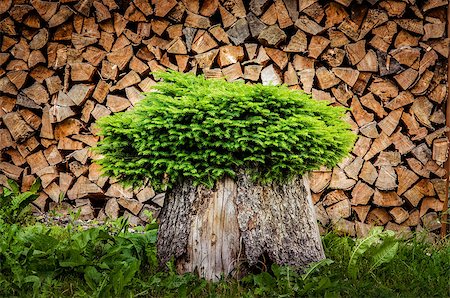 Detail of tree planted in a pot from trunk with firewood background Stock Photo - Budget Royalty-Free & Subscription, Code: 400-07619321