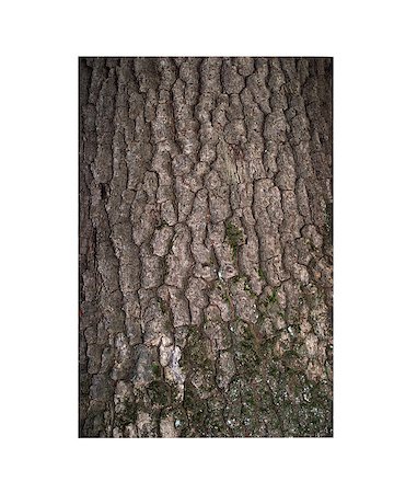 oak bark in the forest in the summer on a white background Foto de stock - Royalty-Free Super Valor e Assinatura, Número: 400-07619334