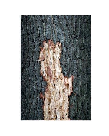 simsearch:400-07619334,k - trimmed oak bark from a tree in summer Stock Photo - Budget Royalty-Free & Subscription, Code: 400-07619335