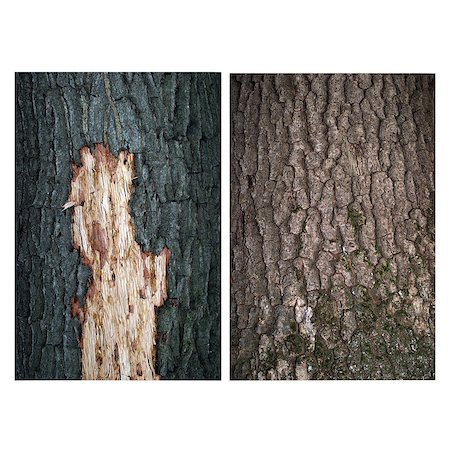 bark with two oak trimmed and normal in the summer Foto de stock - Royalty-Free Super Valor e Assinatura, Número: 400-07619330