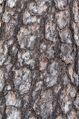 simsearch:400-07619334,k - bark pine tree in the background, texture Stock Photo - Budget Royalty-Free & Subscription, Code: 400-07619875