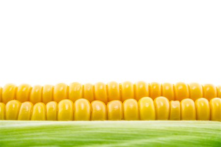 simsearch:846-03164472,k - corn cob between green leaves . Stock Photo - Budget Royalty-Free & Subscription, Code: 400-07613388