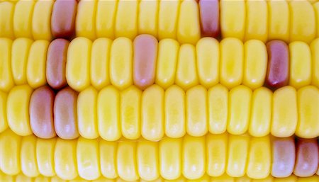 simsearch:846-03164472,k - corn cob between green leaves . Stock Photo - Budget Royalty-Free & Subscription, Code: 400-07613389