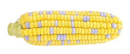 simsearch:846-03164472,k - ear of corn isolated on a white background (with clipping work path) Stock Photo - Budget Royalty-Free & Subscription, Code: 400-07613623