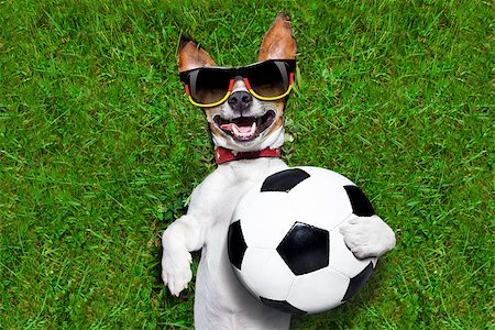 dog fan - german soccer dog holding a ball and laughing out loud Stock Photo - Budget Royalty-Free & Subscription, Code: 400-07624327