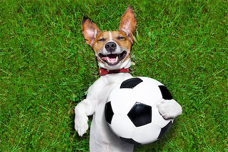 dog fan - soccer dog holding a ball and laughing out loud Stock Photo - Budget Royalty-Free & Subscription, Code: 400-07624328