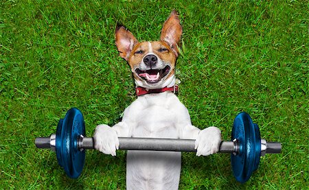 simsearch:400-08694289,k - super strong dog lifting  bing blue dumbbell bar Stock Photo - Budget Royalty-Free & Subscription, Code: 400-07624329